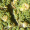 Bacidia sulphurella
